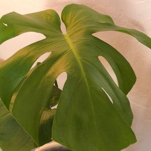 Meet your Posher, Kk